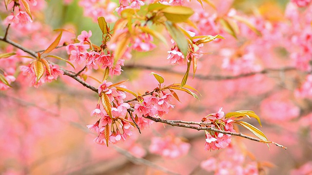 樱花视频素材