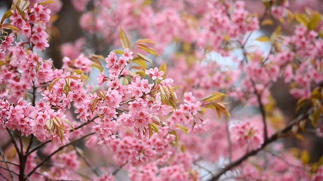 樱花视频素材