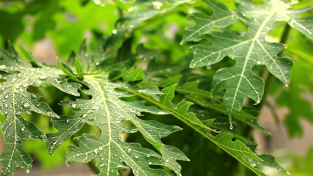 雨打树叶视频素材