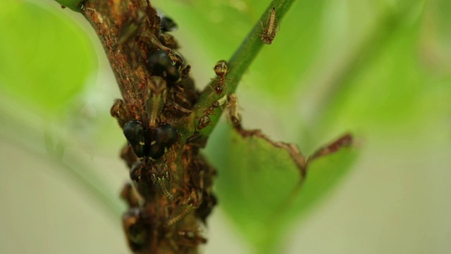 宏观CU，蚂蚁和各种各样的昆虫聚集在一个植物的茎视频素材