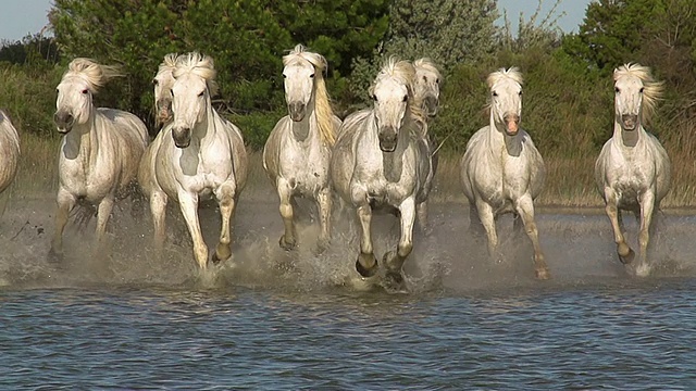 MS SLO MO Camargue马群飞驰穿过沼泽/圣玛丽德拉梅尔，Camargue，法国视频素材