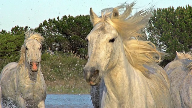 MS TS SLO MO Camargue马群飞驰穿过沼泽/圣玛丽德拉梅尔，Camargue，法国视频素材