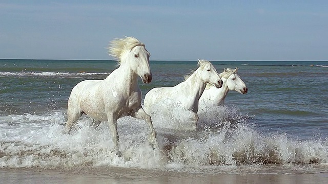 MS TS ZI SLO MO Camargue马在海上驰骋/圣玛丽德拉梅尔，Camargue，法国视频素材