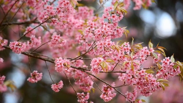 樱花视频素材