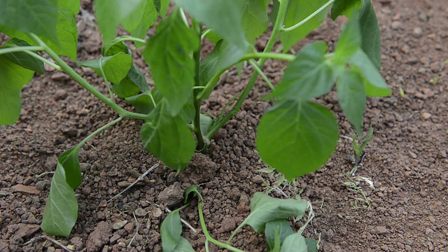 着陆的豆芽视频素材