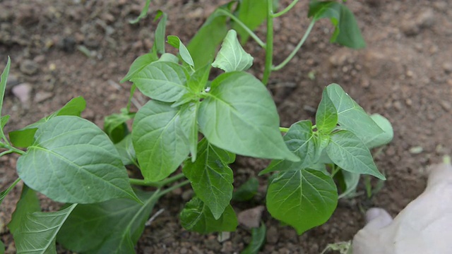 着陆的豆芽视频素材