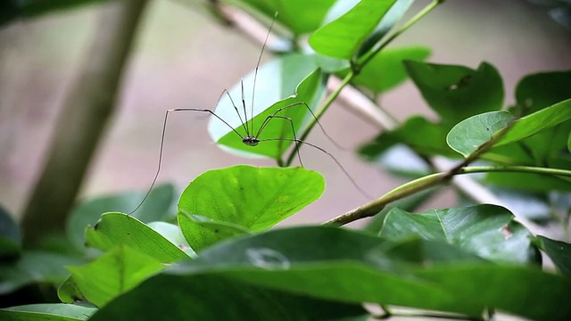 爸爸longlegs视频素材