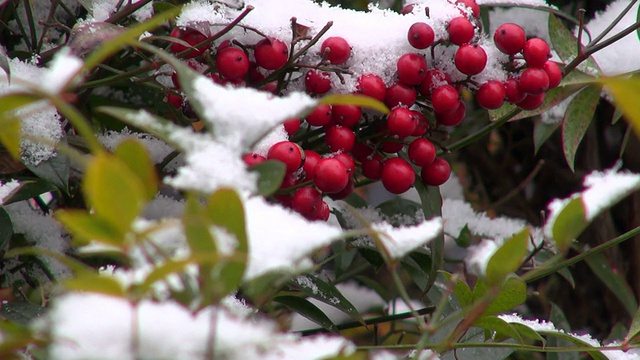 雪莓架焦点视频下载