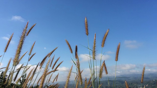 草在风中花在股票视频视频素材