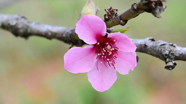 桃花视频素材