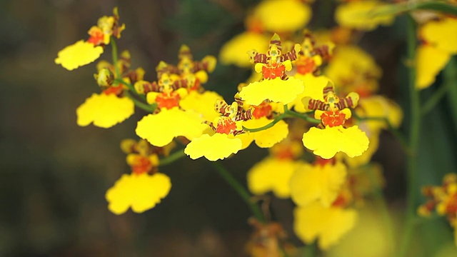 黄色的花视频素材