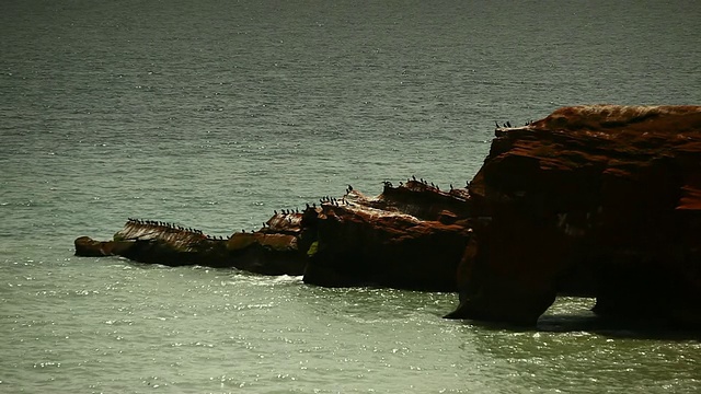 一块有海鸥在海里的岩石视频素材