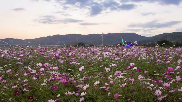 邯钢公园宇宙花坛日落景观视频素材