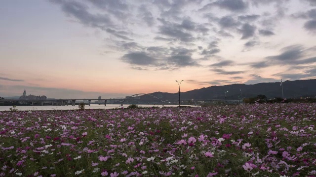 邯钢公园宇宙花坛日落至夜景视频素材