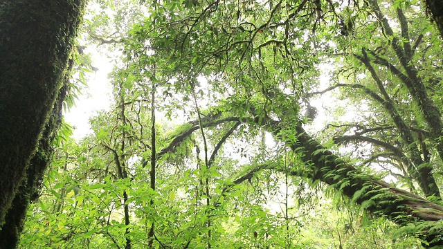 树在热带雨林深处视频素材