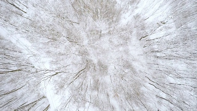 雪中的空中森林视频素材