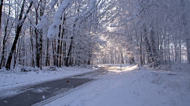 雪花从树上飘落视频素材