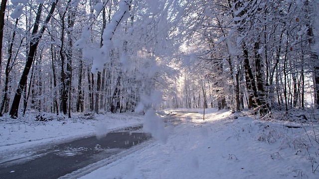 雪花从树上飘落视频素材