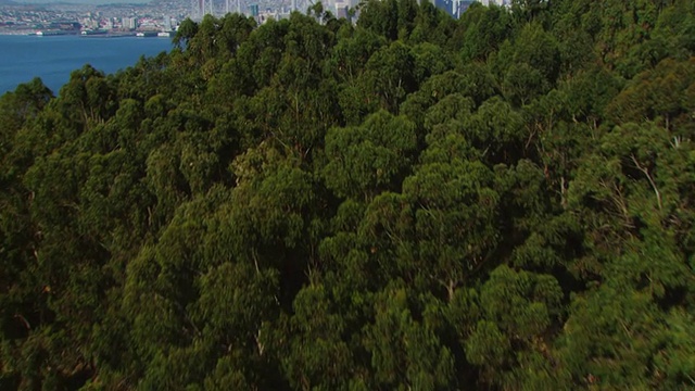 美国加州旧金山，从Yerba Buena岛的树上拍摄的海湾大桥和市中心视频素材