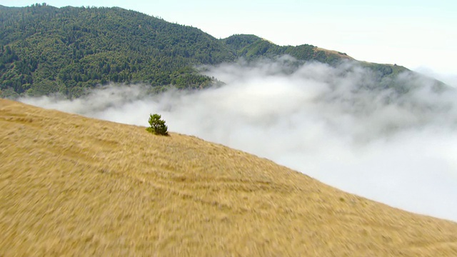 MS航拍，在美国加州的森林山谷中，从山的一边拍摄，露出了雾气视频素材