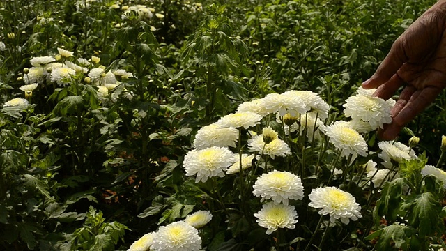 前在田野里检查白菊花视频素材