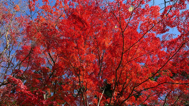 日本枫叶在秋季移动滑块拍摄在小石川园视频素材