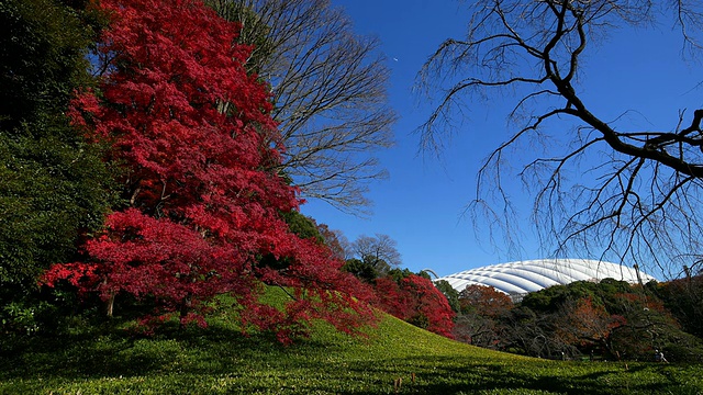 小石川园的东京穹顶和日本枫叶视频素材