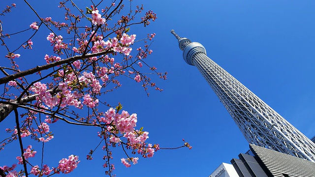 河津樱桃树和东京天空树视频素材