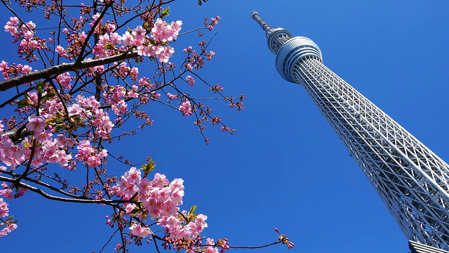 河津樱桃树和东京天空树视频素材