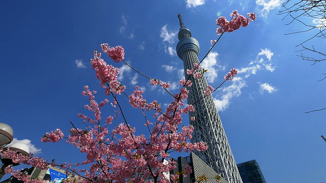 樱花和东京天空树移动滑块拍摄视频素材