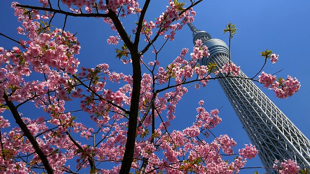 樱花和东京天空树移动滑块拍摄视频素材