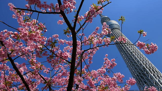 樱花和东京天空树移动滑块拍摄视频素材