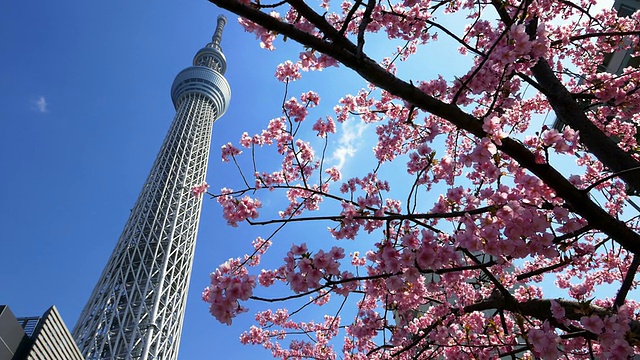 樱花和东京天空树移动滑块拍摄视频素材