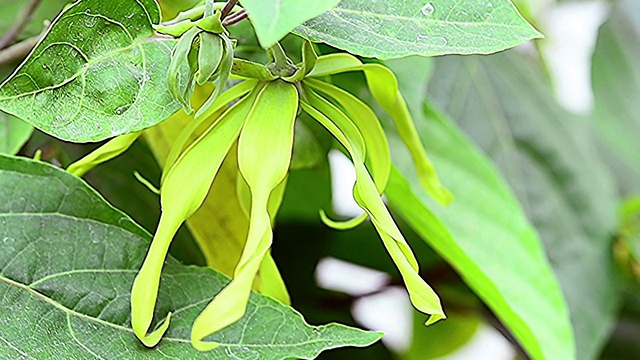 依兰花在树上视频素材