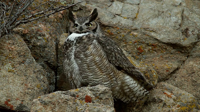 MS/TS拍摄到一只大角猫头鹰(维吉尼anus Bubo)在日落时分在岩架上鸣叫视频素材