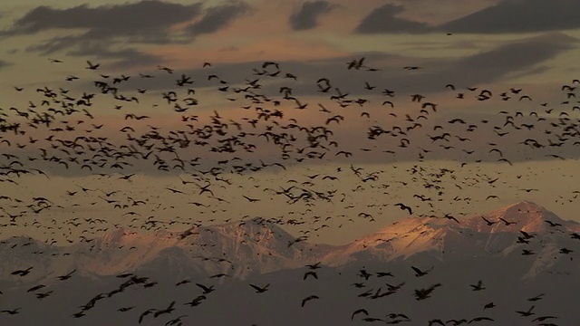 日落时分，沙丘鹤(Grus canadensis)在雪山前飞翔视频素材