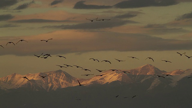 日落时分，沙丘鹤(Grus canadensis)在雪山前飞翔视频素材