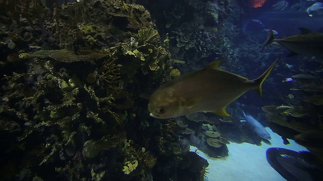 水族馆视频素材