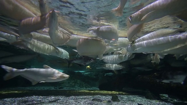 龙鱼在水族馆视频素材