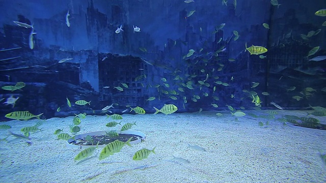 水族馆视频素材