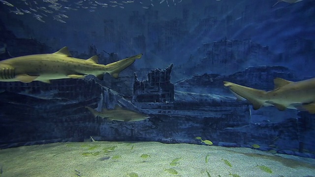 龙鱼在水族馆视频素材