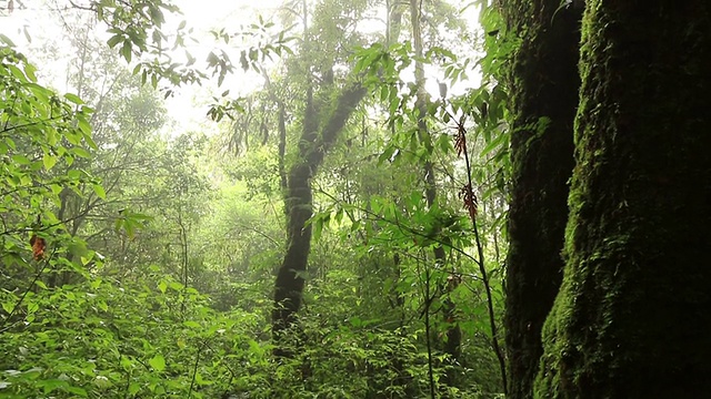 树在热带雨林深处视频素材