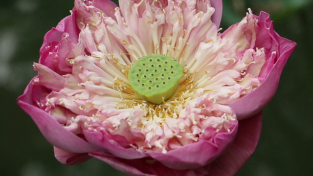 莲花视频素材