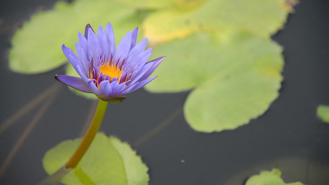 莲花视频素材