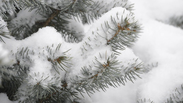 蓝色云杉上的雪。视频素材