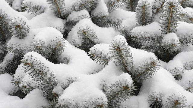 蓝色云杉上的雪。视频素材