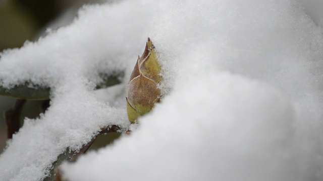 雪花飘落在杜鹃花的花蕾上。视频素材