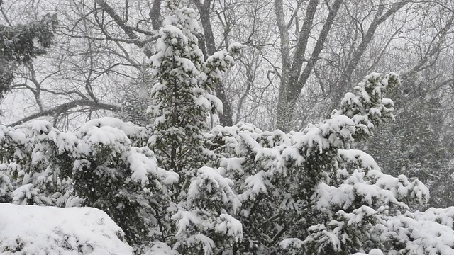 雪花飘落在常青树和落叶树上。视频素材