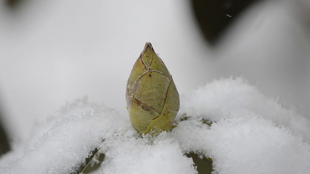 雪花飘落在杜鹃花的花蕾上。视频素材