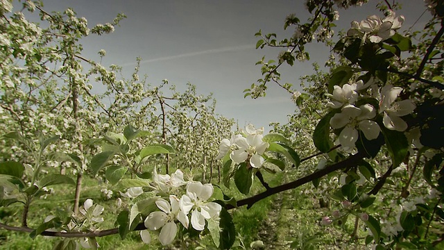 苹果园里正开着花视频素材